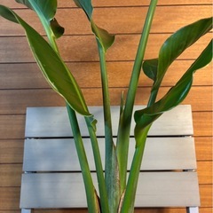 オーガスタの画像