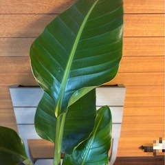 オーガスタの画像