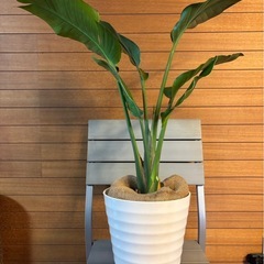 オーガスタの画像