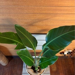 オーガスタの画像