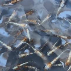 メダカ『紅灯』1ペアの画像