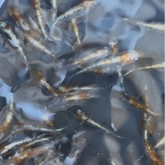 メダカ『紅灯』1ペアの画像