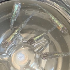 【メダカ屋のんの】スコーピオン1匹の画像