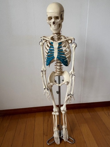 骨格模型