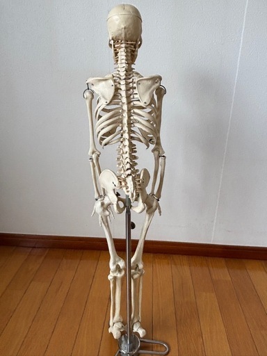 骨格模型