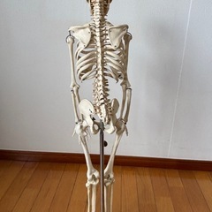 骨格模型の画像