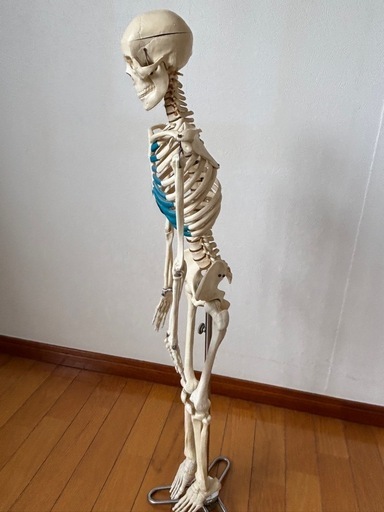 骨格模型