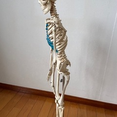 骨格模型の画像