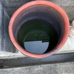 ⑤ 
水瓶　瓶　メダカ　水草　雨受け　古民家　の画像