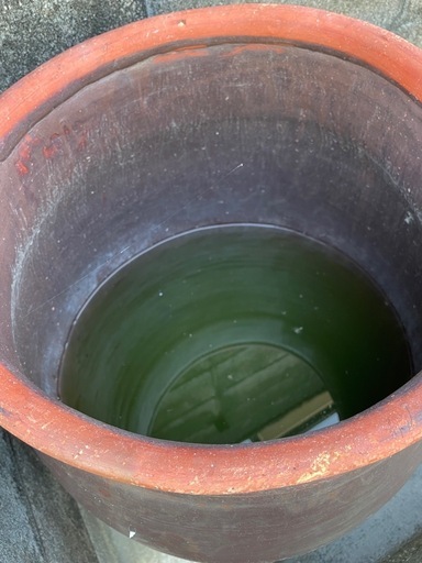 ⑤ 
水瓶　瓶　メダカ　水草　雨受け　古民家　