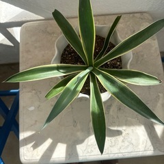 アガベの画像