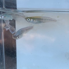 【メダカ屋のんの】富士薊1匹の画像