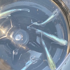 【メダカ屋のんの】富士薊1匹の画像