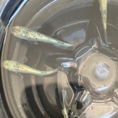 【メダカ屋のんの】飛輪1匹の画像
