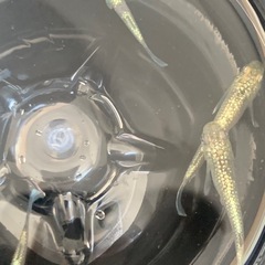 【メダカ屋のんの】飛輪1匹の画像
