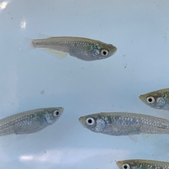 【メダカ屋のんの】飛輪1匹の画像