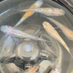 【メダカ屋のんの】艶錦ラメ・稚魚～若魚1匹・500円～の画像