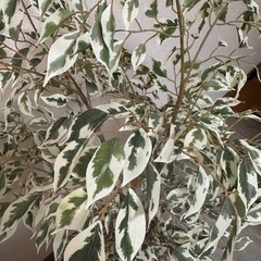 フェイクグリーン  観葉植物 の画像