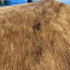 ル・コルビジェ　シェーズロング　チェア　LC4  ハラコ　リプロダクト　美品の画像