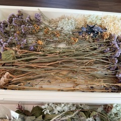 ドライフラワー　紫陽花等色々の画像