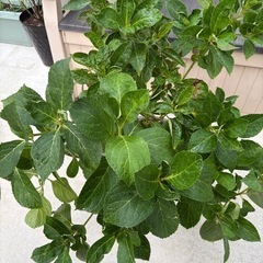 【来年の花が楽しみ】ピンク系紫陽花の大株（約80cm）の画像