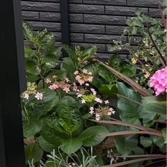 【来年の花が楽しみ】ピンク系紫陽花の大株（約80cm）の画像