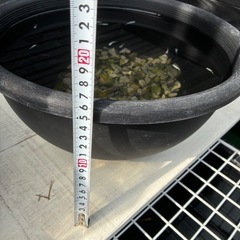 メダカセット　容器付きの画像