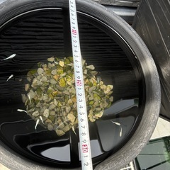 メダカセット　容器付きの画像