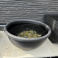 メダカセット　容器付きの画像