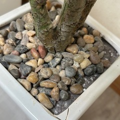 フェイクグリーン  観葉植物 の画像