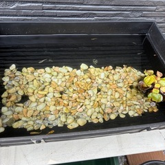 メダカセット　容器付き②の画像