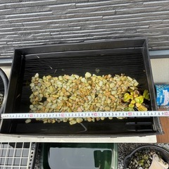 メダカセット　容器付き②の画像