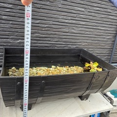 メダカセット　容器付き②の画像