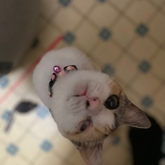 引き続き里親さん募集中(前回から内容変更有り) - 木更津市