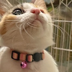 引き続き里親さん募集中(前回から内容変更有り)