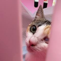 引き続き里親さん募集中(前回から内容変更有り) − 千葉県