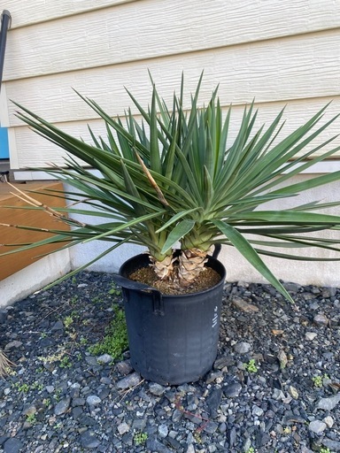 ユッカアロイフォリア　ダブルヘッド