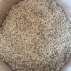 令和7年度産　新米　信州産コシヒカリ　（籾つき）　1俵の画像