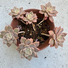 多肉・ピンクプリティの画像