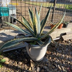 アガベアメリカーナ斑入りの画像