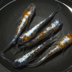 メダカ『紅灯』1ペアの画像