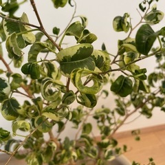 フィカス・ベンジャミンの画像