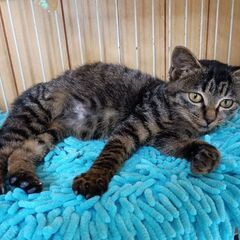 緊急募集！！甘えん坊の女の子