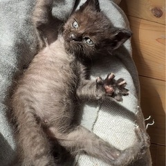 困り顔のブラックスモークタビーサブちゃん