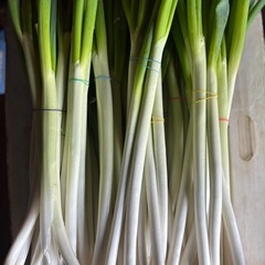 予約再開しました！訳あり長ネギ1束100円！の画像