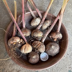 グラジオラス球根の画像