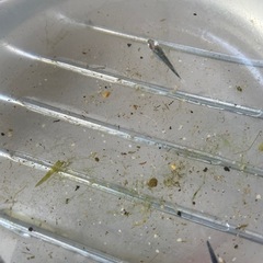 黒衣メダカの画像