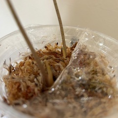 観葉植物　アロカシア・アマゾニカ②の画像