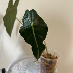 観葉植物　アロカシアアマゾニカ③の画像