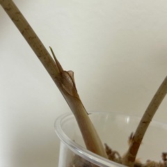 観葉植物　アロカシアアマゾニカ③の画像